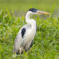 Cocoi Heron